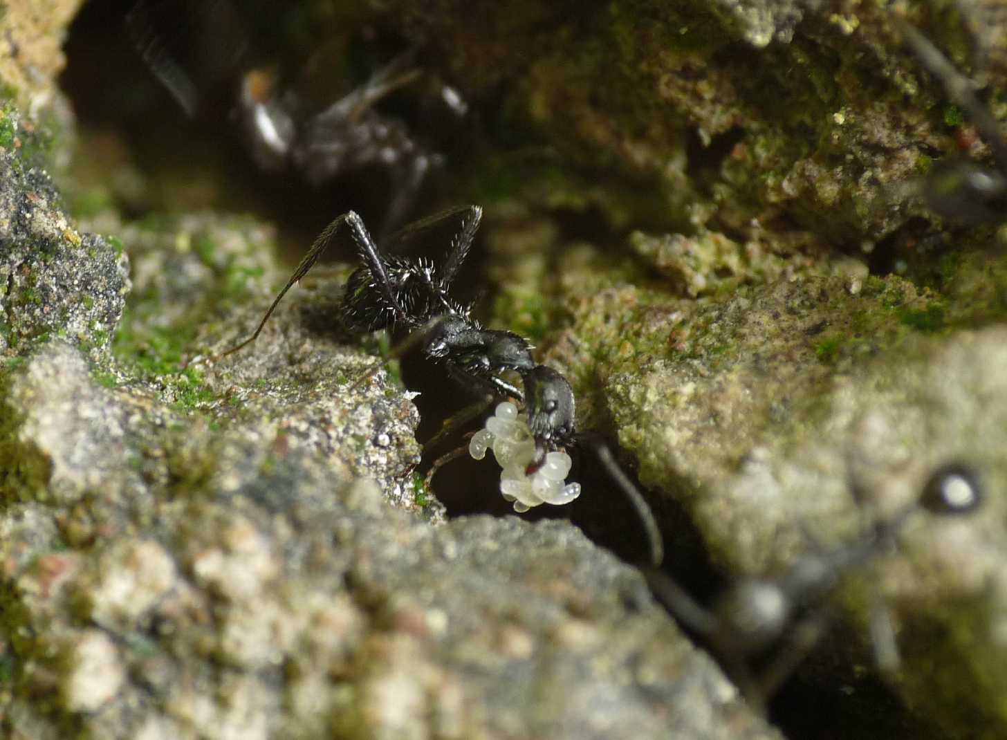 Battaglia tra formiche Crematogaster e Aphaenogaster